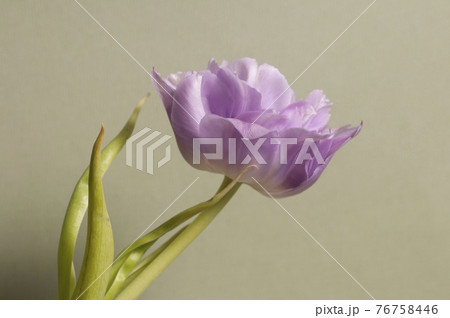 Tulip flower macro shot 76758446