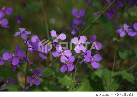 4月　相模原213ムラサキハナナ(紫花菜)･アブラナ科･城山かたくりの里 76758633