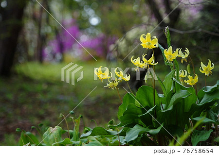 4月　相模原189黄花カタクリ･ユリ科･城山かたくりの里 76758654
