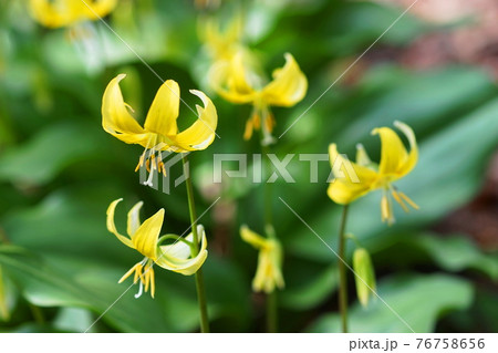 4月 相模原187黄花カタクリ・ユリ科・城山かたくりの里 4月 相模原187黄花カタクリ・ユリ科・城山かたくりの里 76758656