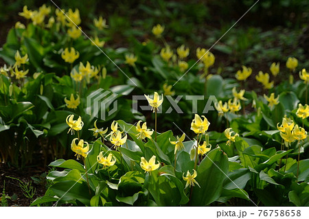 4月　相模原185黄花カタクリ･ユリ科･城山かたくりの里 76758658