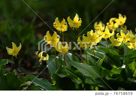 4月 相模原186黄花カタクリ・ユリ科・城山かたくりの里 4月 相模原186黄花カタクリ・ユリ科・城山かたくりの里 76758659
