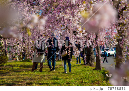 福島県　日中線しだれ桜並木　桜のトンネル 76758851