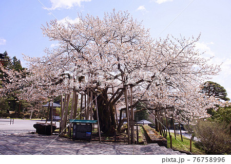 2021年　日光山輪王寺　三仏堂の金剛桜（国天然記念物） 76758996