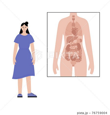 Internal organs in female body 76759004