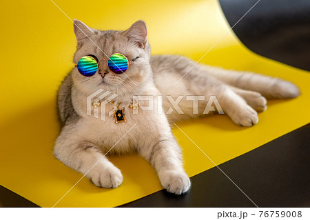 Rich white British cat wears gold sunglasses lies on an yellow background. Rich white British cat wears gold sunglasses lies on an yellow background. 76759008