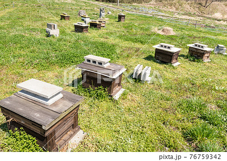 春の開花時期養蜂場のミツバチの巣箱養蜂箱 76759342