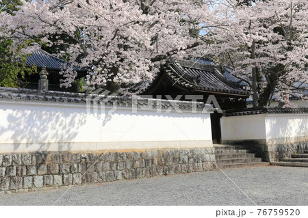 【京都府】専門道場の満開の桜(南禅寺) 【京都府】専門道場の満開の桜(南禅寺) 76759520
