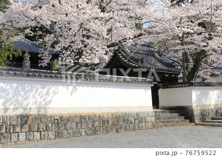 【京都府】専門道場の満開の桜(南禅寺) 【京都府】専門道場の満開の桜(南禅寺) 76759522