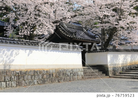 【京都府】専門道場の満開の桜(南禅寺) 【京都府】専門道場の満開の桜(南禅寺) 76759523
