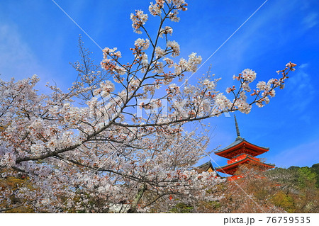 【京都府】晴天下の清水寺　三重塔と満開桜 76759535