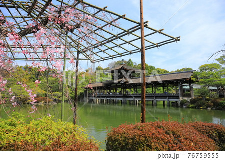 【京都府】快晴下の平安神宮 泰平閣と満開の桜 【京都府】快晴下の平安神宮 泰平閣と満開の桜 76759555