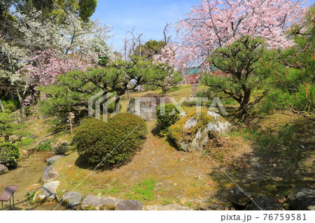 【京都府】快晴下の平安神宮　南神苑の満開の桜 76759581