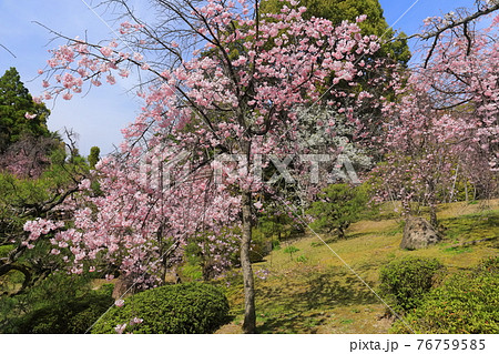 【京都府】快晴下の平安神宮 南神苑の満開の桜 【京都府】快晴下の平安神宮 南神苑の満開の桜 76759585