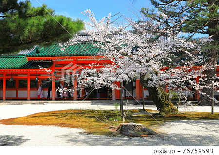 【京都府】晴天下の平安神宮の京都婚と満開桜 76759593