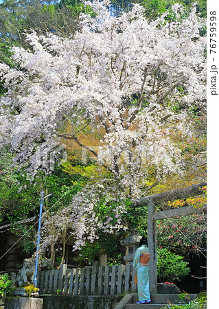 【京都府】大豊神社の満開の桜 76759598