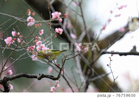 メジロと梅の花 76759630