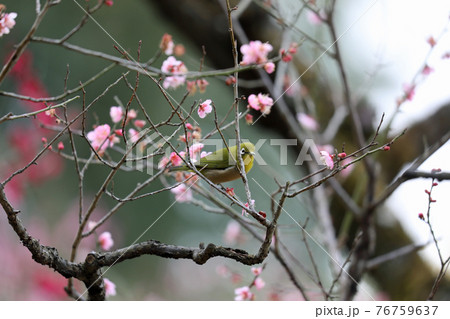 メジロと梅の花 76759637