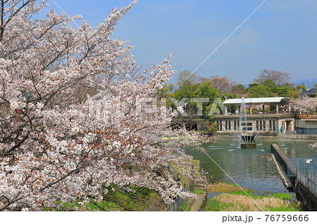 【京都府】晴天下の琵琶湖疎水の満開桜 76759666