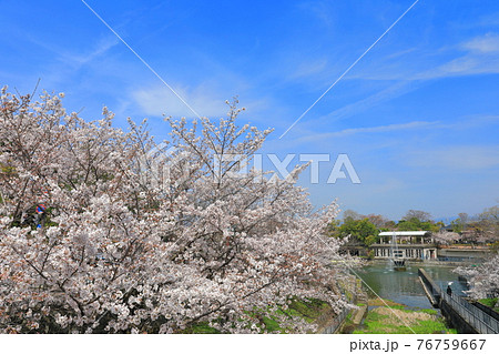 【京都府】晴天下の琵琶湖疎水の満開桜 【京都府】晴天下の琵琶湖疎水の満開桜 76759667