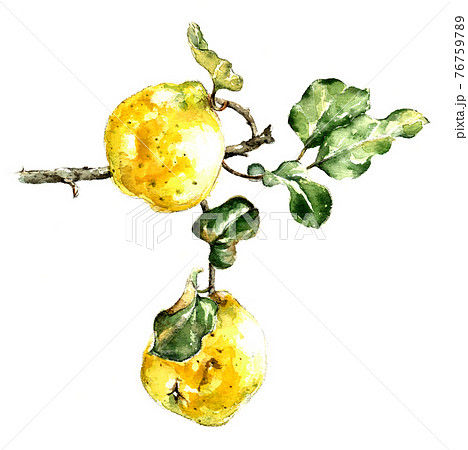 カリン 手描き水彩画ですのイラスト素材