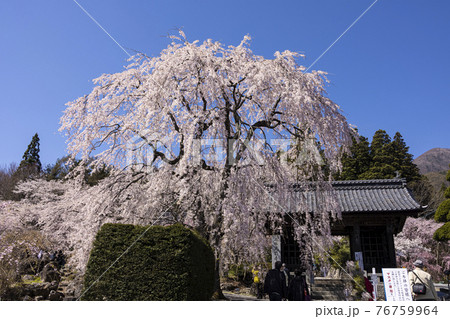 光前寺のしだれ桜 光前寺のしだれ桜 76759964