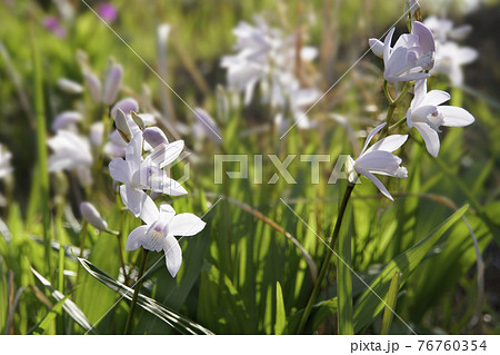 朝日を浴びて咲く白いシロバナシランの花 76760354