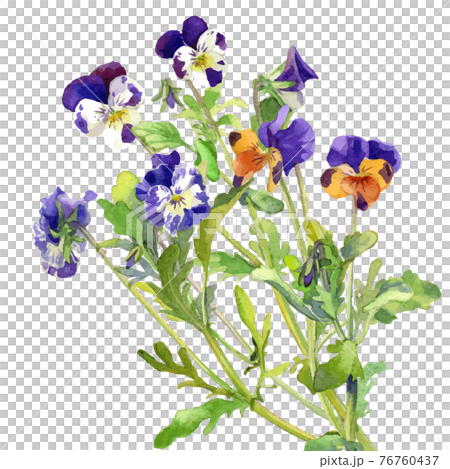 中提琴三色堇花束 插圖素材 圖庫