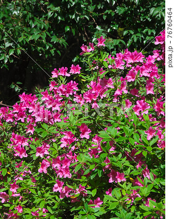 鮮やかに咲くツツジ 鮮やかに咲くツツジ 76760464