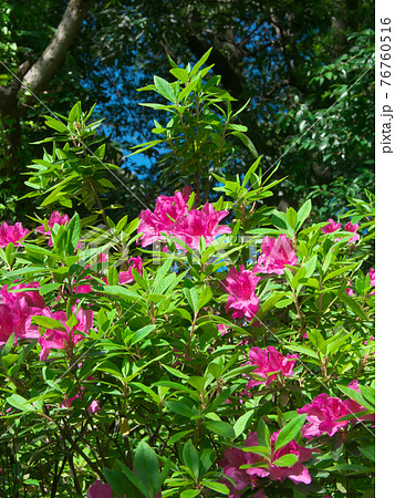 鮮やかに咲くツツジ 76760516