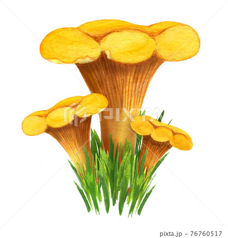 Golden chanterelle bunch in the grass, front view Golden chanterelle bunch in the grass, front view 76760517