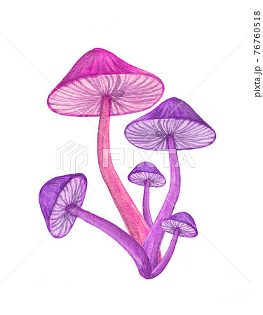 Purple mushroom bunch isolated on white background. Neon glowing toadstool Purple mushroom bunch isolated on white background. Neon glowing toadstool 76760518
