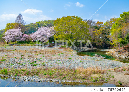 早春の都幾川　明神淵付近の景色　　　 76760692