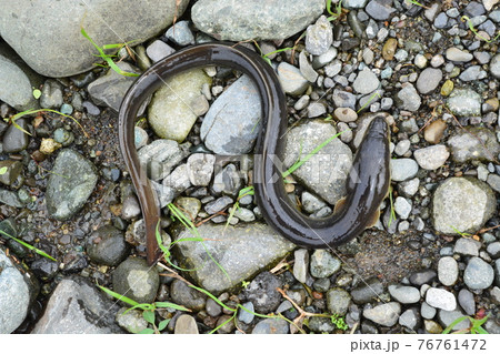 天然のウナギをとって生きている状態で写真を撮った 76761472
