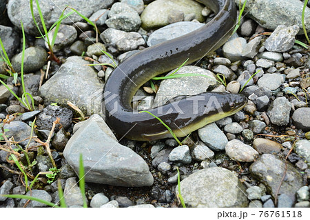 天然のウナギをとって生きている状態で写真を撮った 76761518