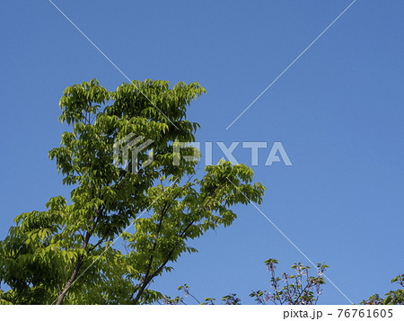緑の葉を付けた樹木と青空の背景素材 緑の葉を付けた樹木と青空の背景素材 76761605
