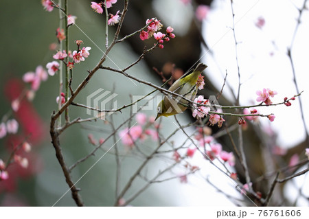 メジロと梅の花 メジロと梅の花 76761606