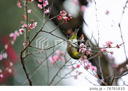 メジロと梅の花 メジロと梅の花 76761610