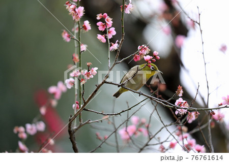メジロと梅の花 76761614