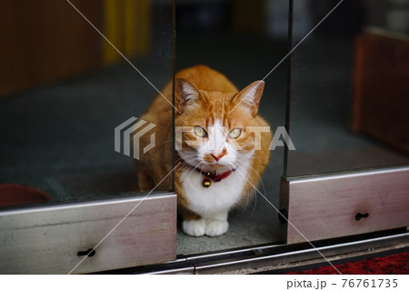 店番をするかわいい猫 76761735