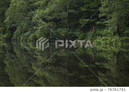 湖面への映り込みが緑色の不思議な模様を描く 76761781