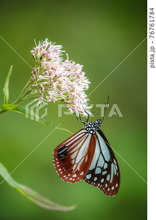 アサギマダラがヨツバヒヨドリの花にぶら下がるの写真素材