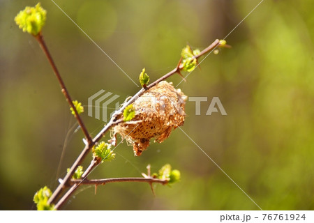 枝先にある昆虫の卵 枝先にある昆虫の卵 76761924