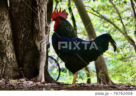 黒い雄鶏（大國魂神社／東京都府中市） 76762008
