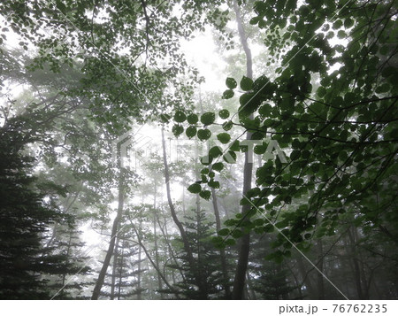 霧に覆われた森と柔らかい木漏れ日の写真素材