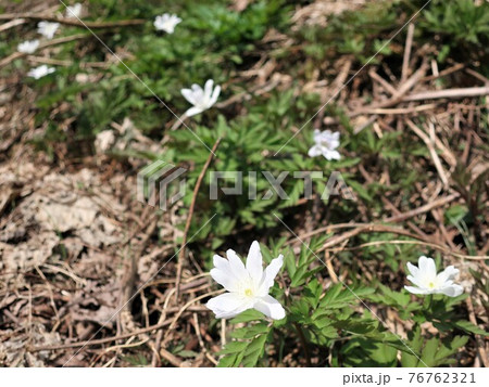 斜面に咲くキクザキイチゲの花 斜面に咲くキクザキイチゲの花 76762321