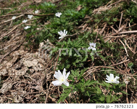 斜面に咲くキクザキイチゲの花 76762323