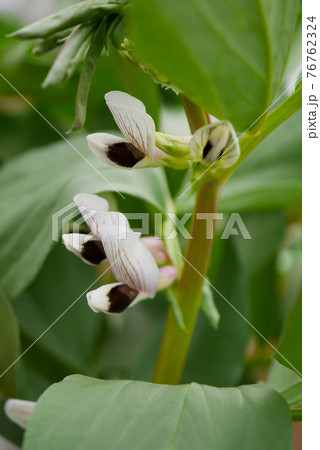 空豆の花01 76762324