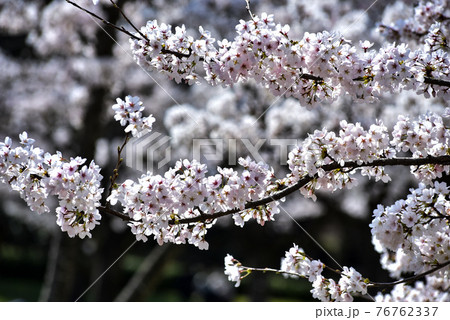 満開の桜 76762337