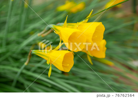 ペチコートスイセン02 76762564